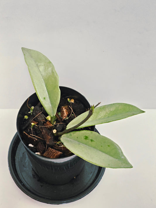 Hoya wilbur graves 'Super Silver'