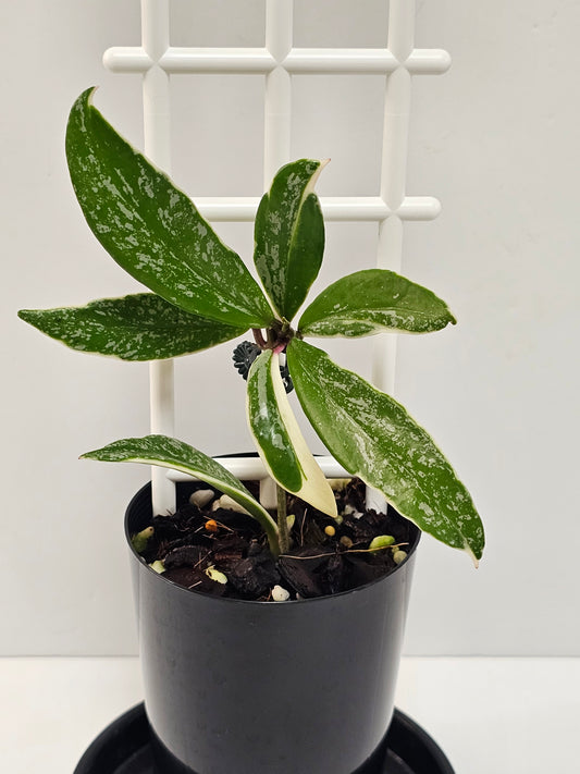 Hoya pubicalyx 'Pink Silver Albomarginata'