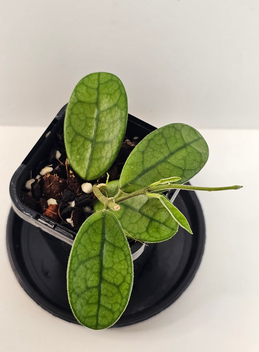 Hoya sichuanensis (Lyi Noid)