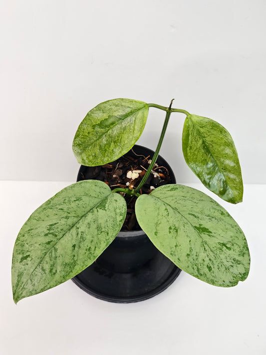 Hoya coriacea  'Silver'