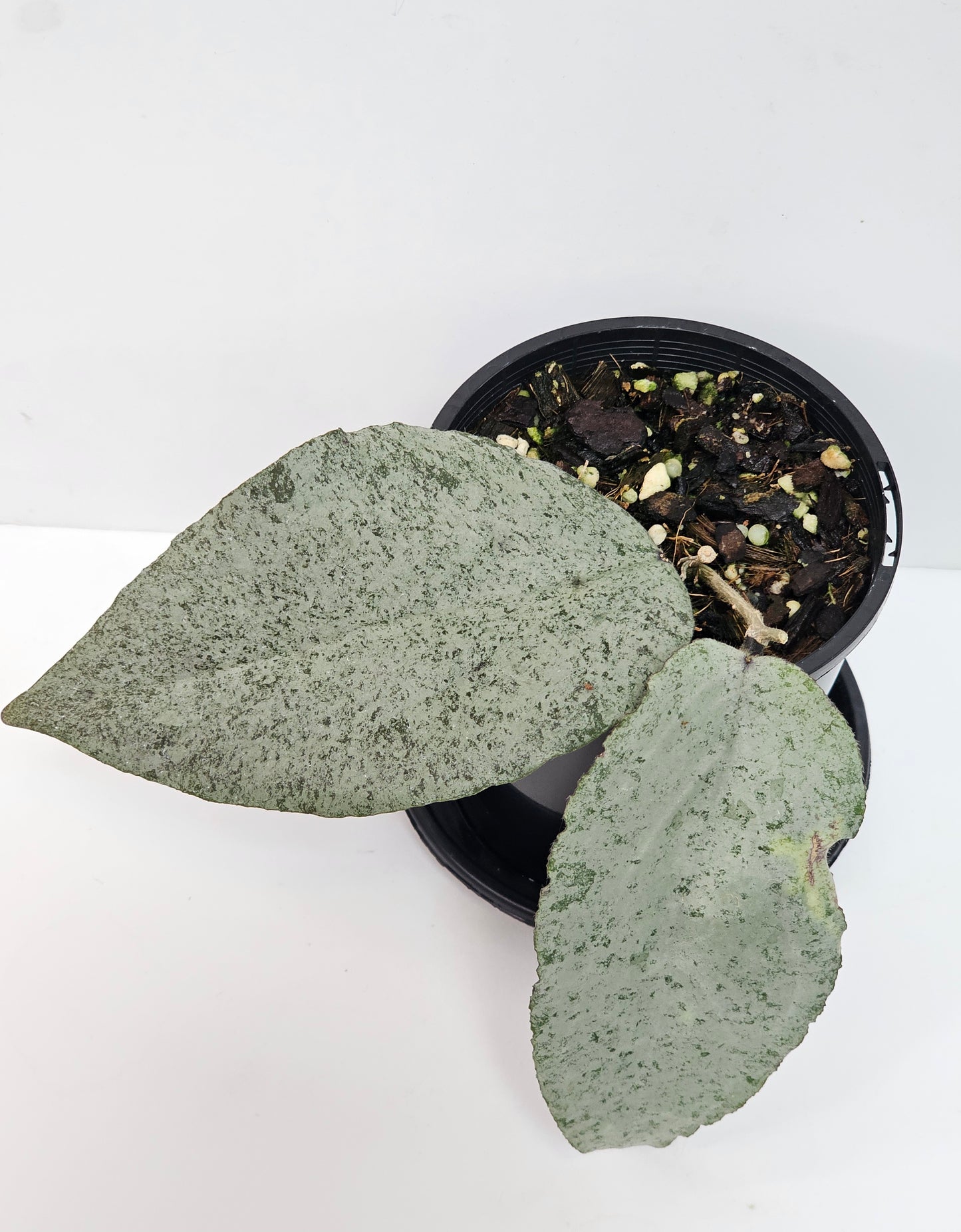 Hoya caudata Argene (Ultra Rare)