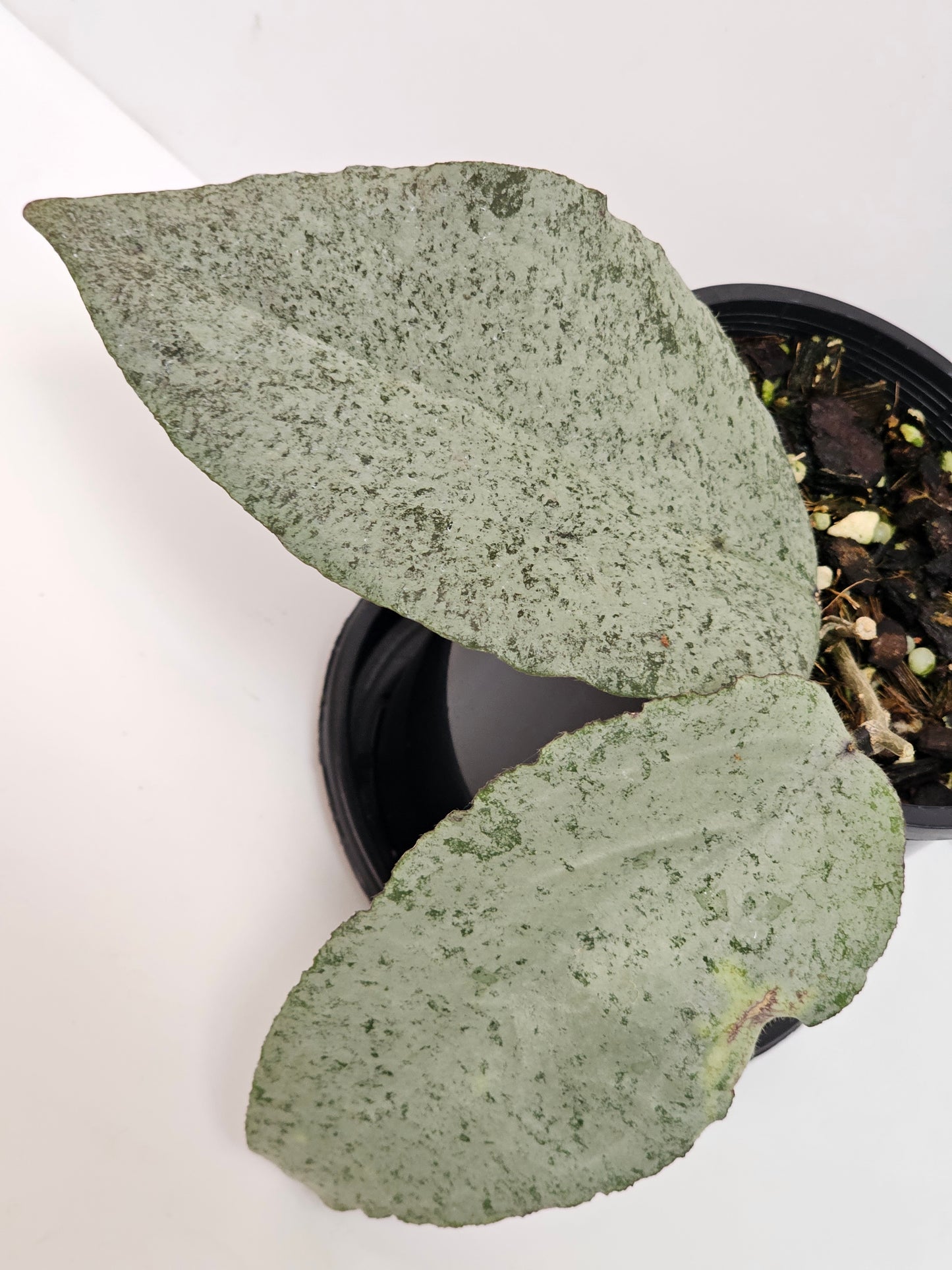 Hoya caudata Argene (Ultra Rare)