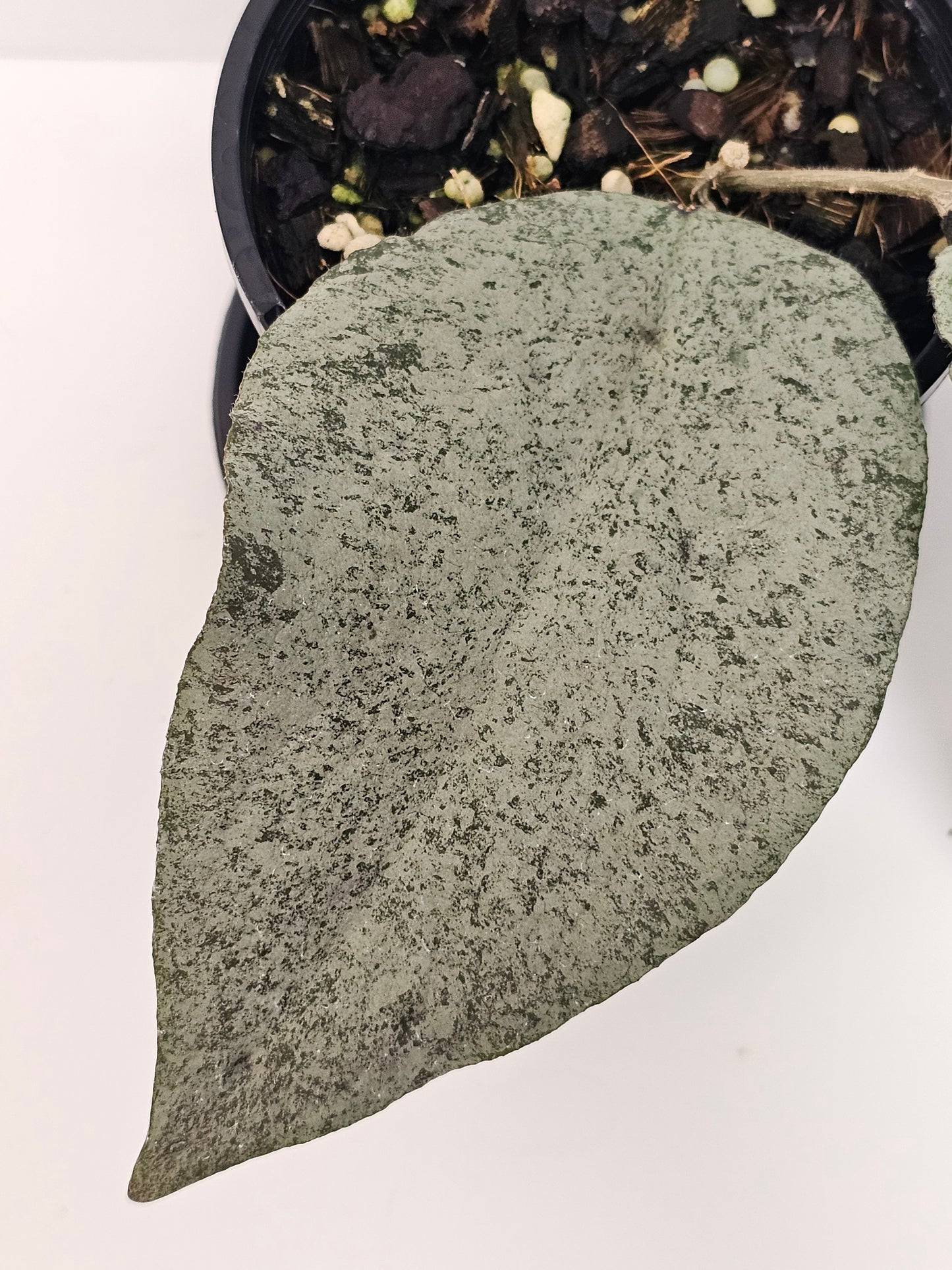 Hoya caudata Argene (Ultra Rare)