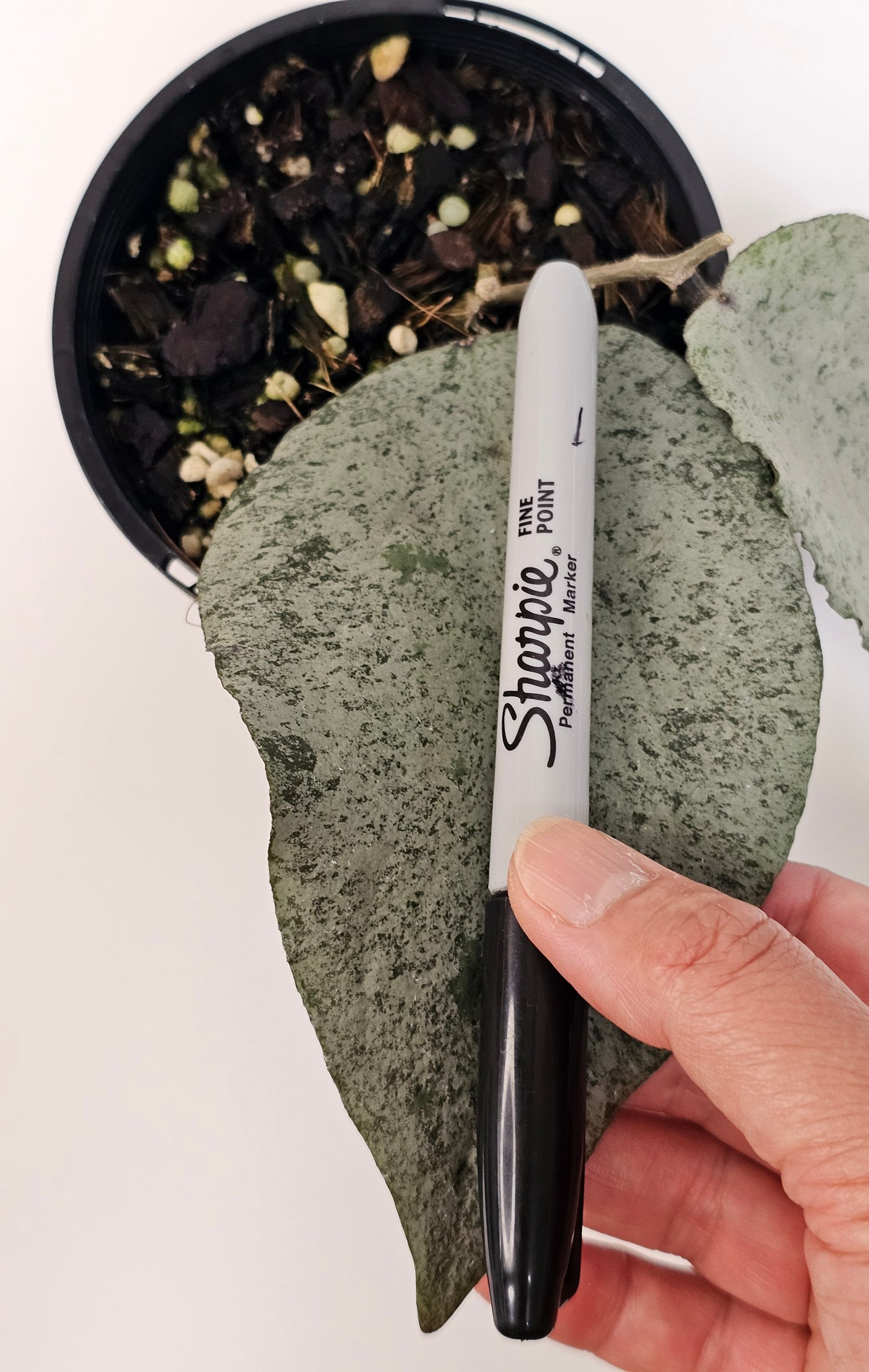 Hoya caudata Argene (Ultra Rare)