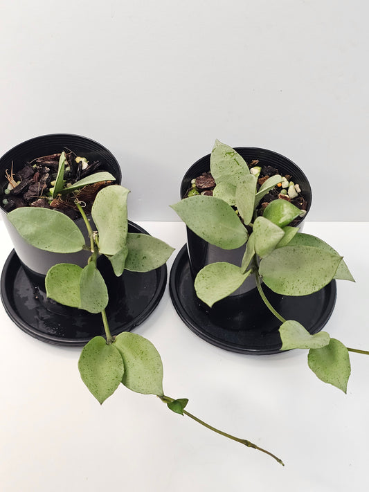 Hoya lacunosa 'Silver Mint Coin'
