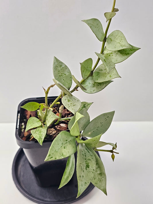 Hoya krohniana 'Super Silver'