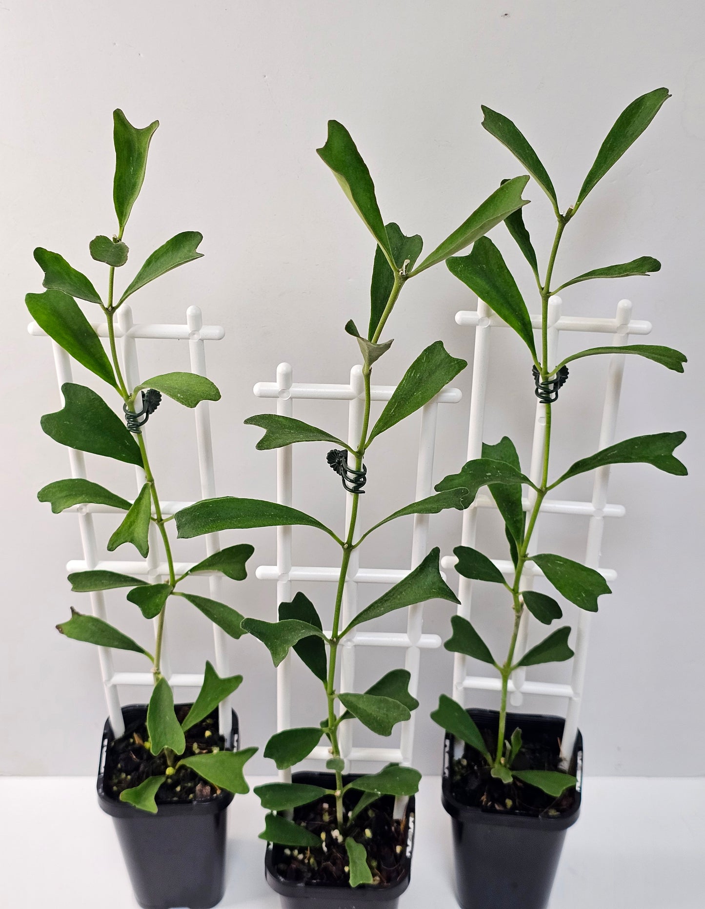 Hoya manipurensis