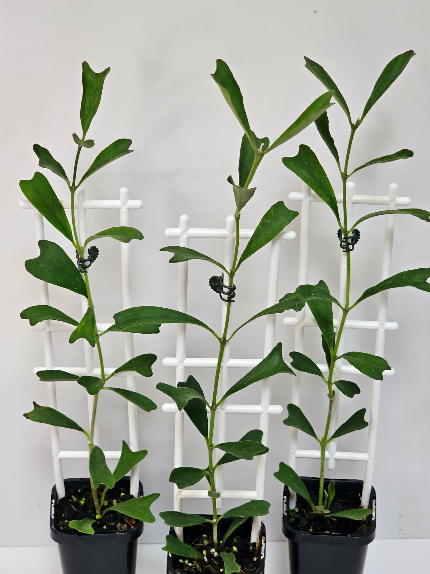 Hoya manipurensis