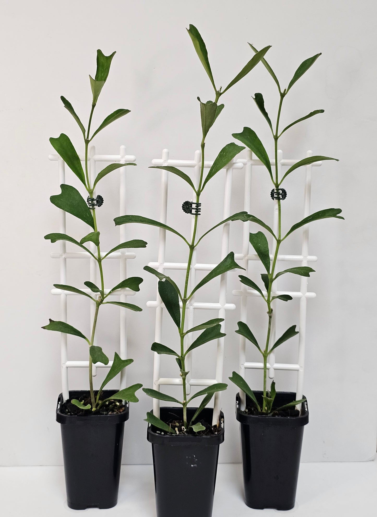 Hoya manipurensis