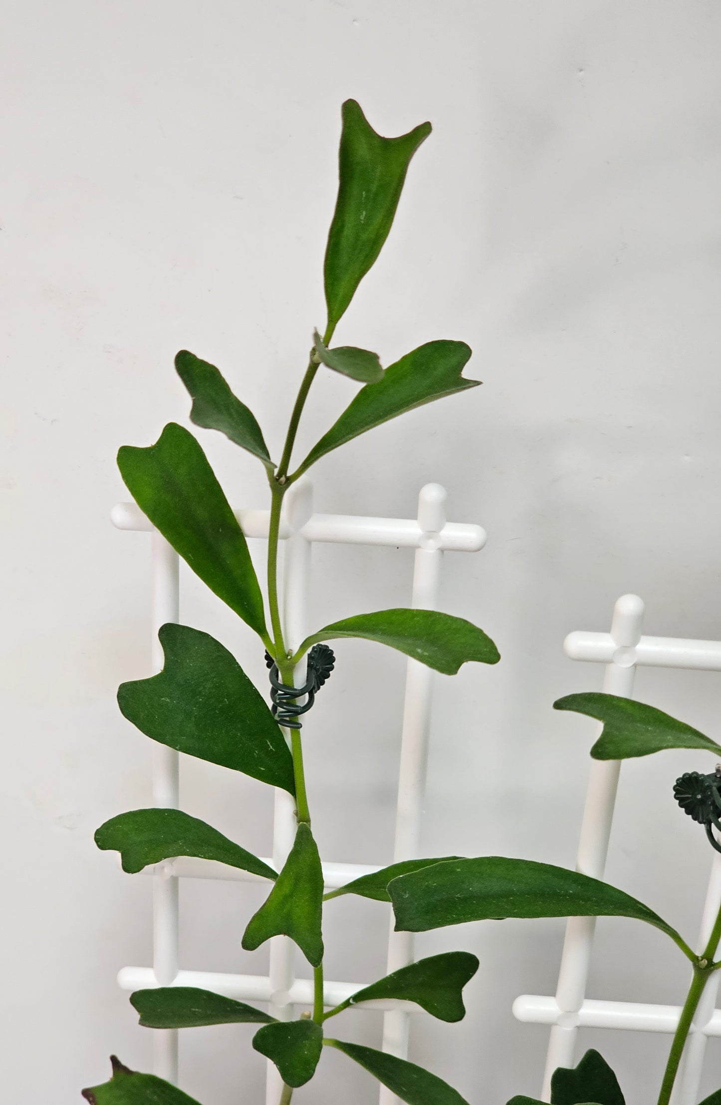 Hoya manipurensis
