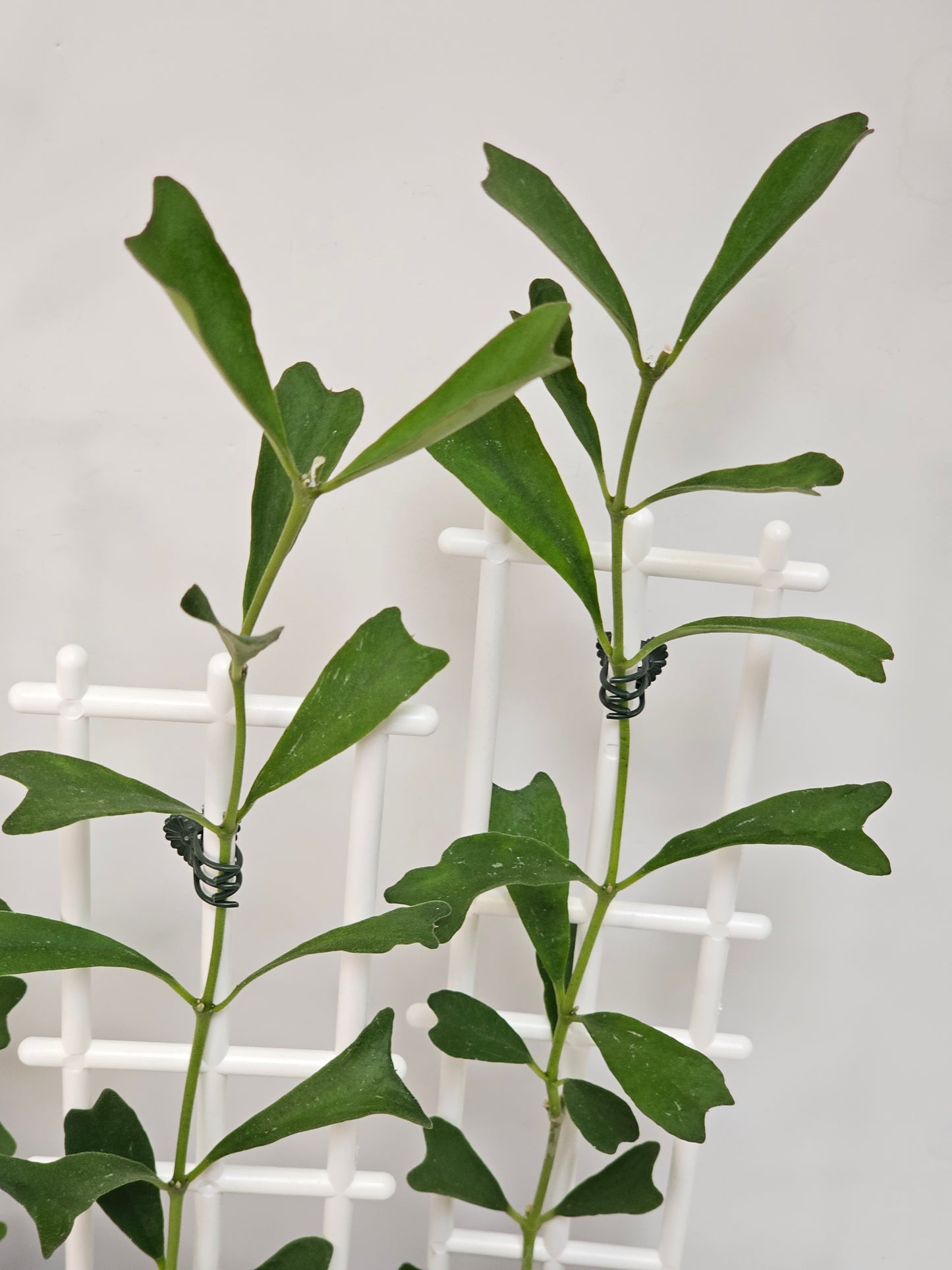 Hoya manipurensis