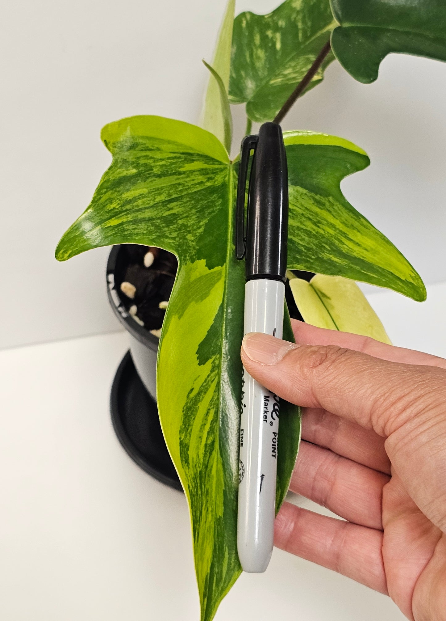 Philodendron florida beauty