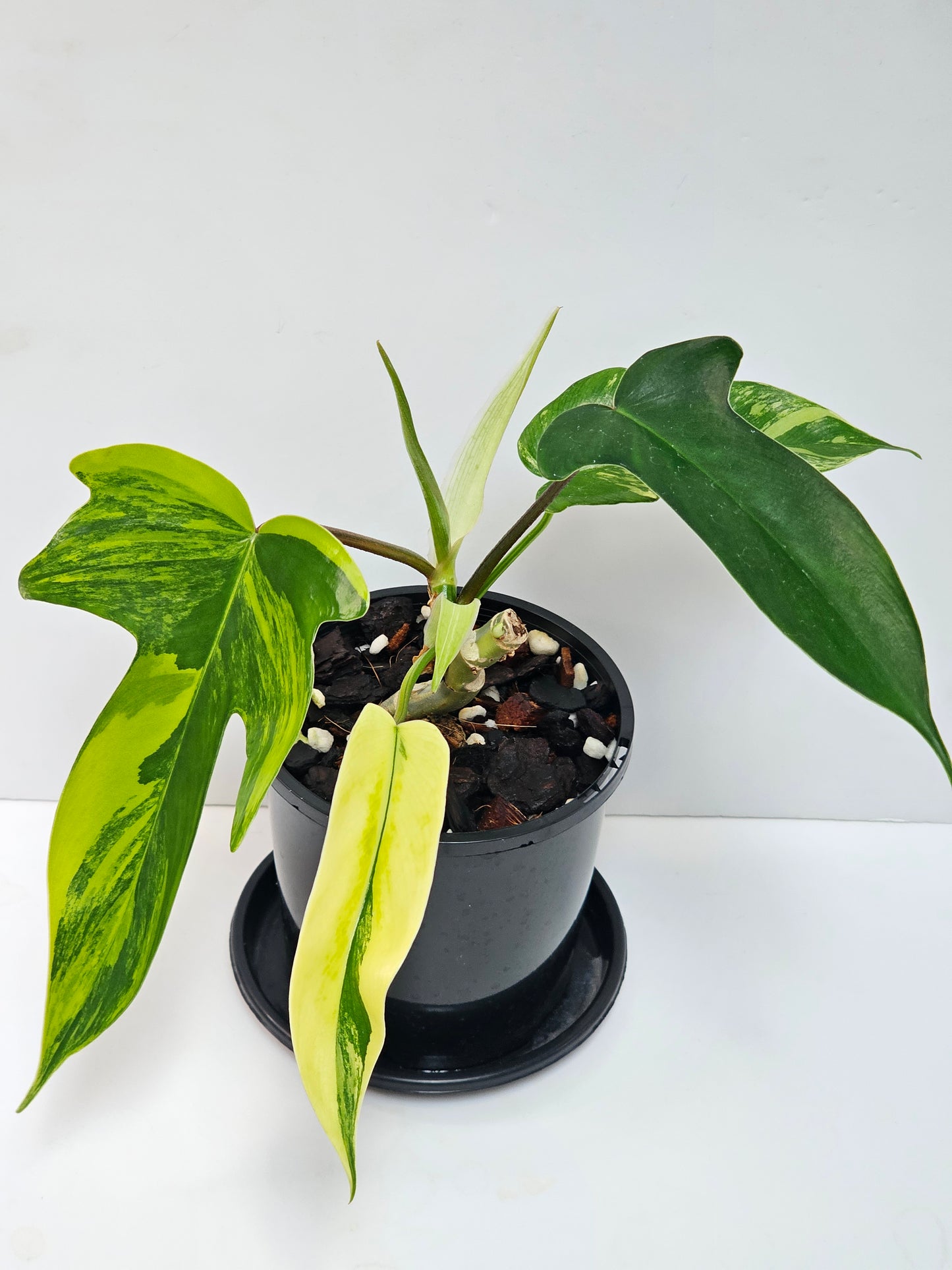 Philodendron florida beauty