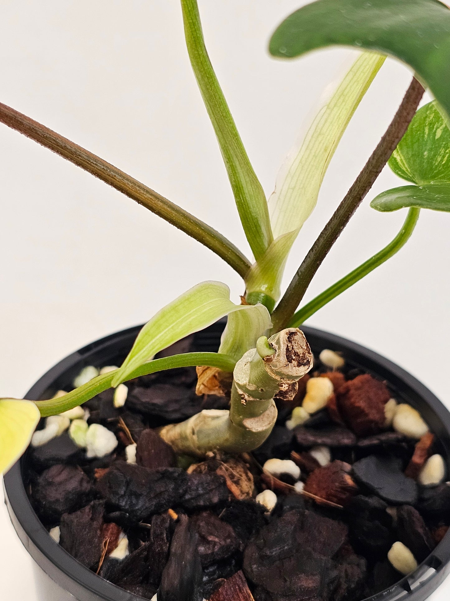 Philodendron florida beauty