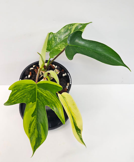 Philodendron florida beauty