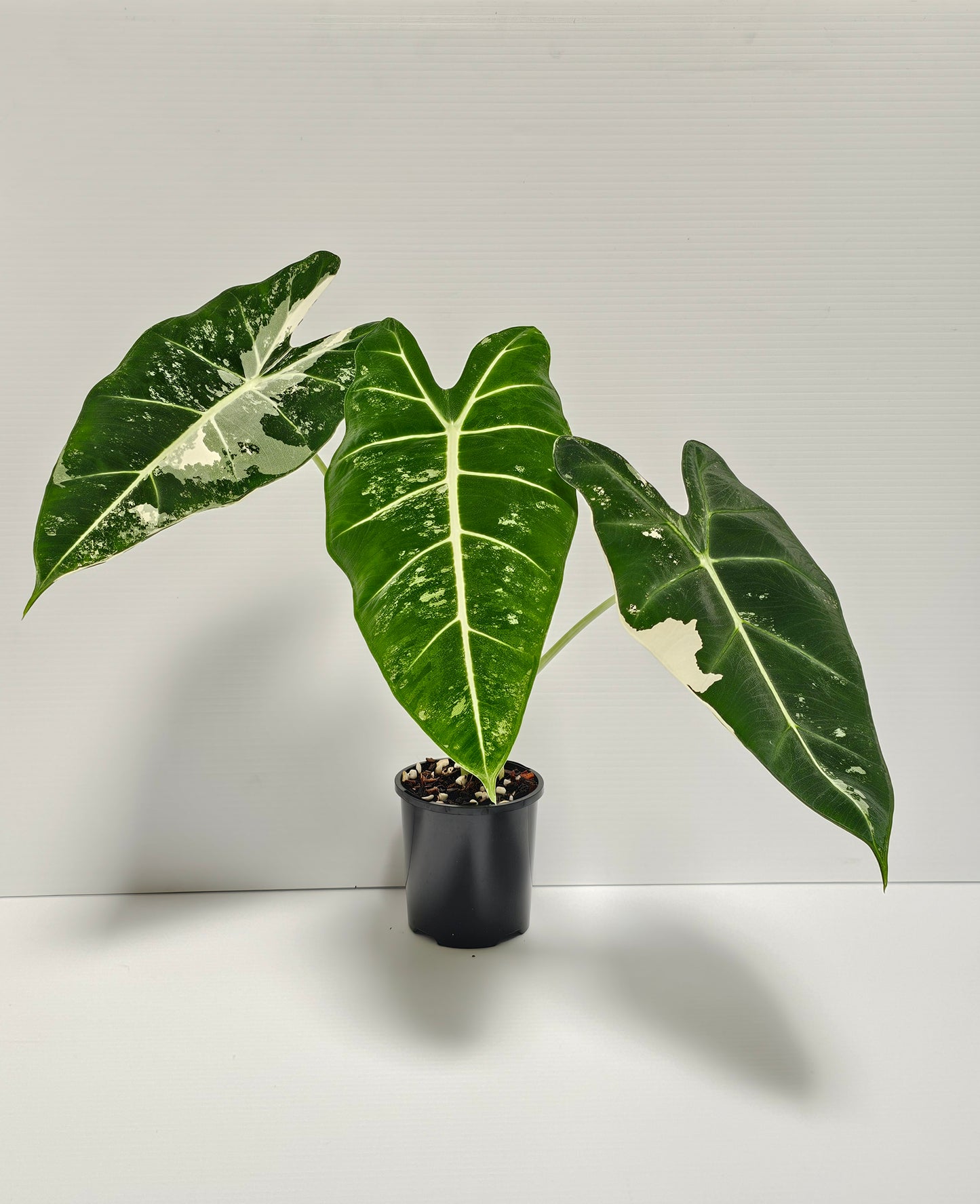 Alocasia frydek variegated (Green Velvet Variegated)