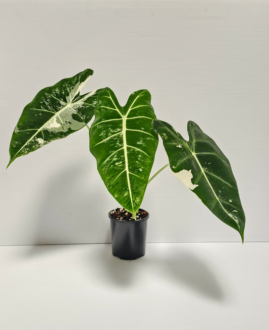 Alocasia frydek variegated (Green Velvet Variegated)
