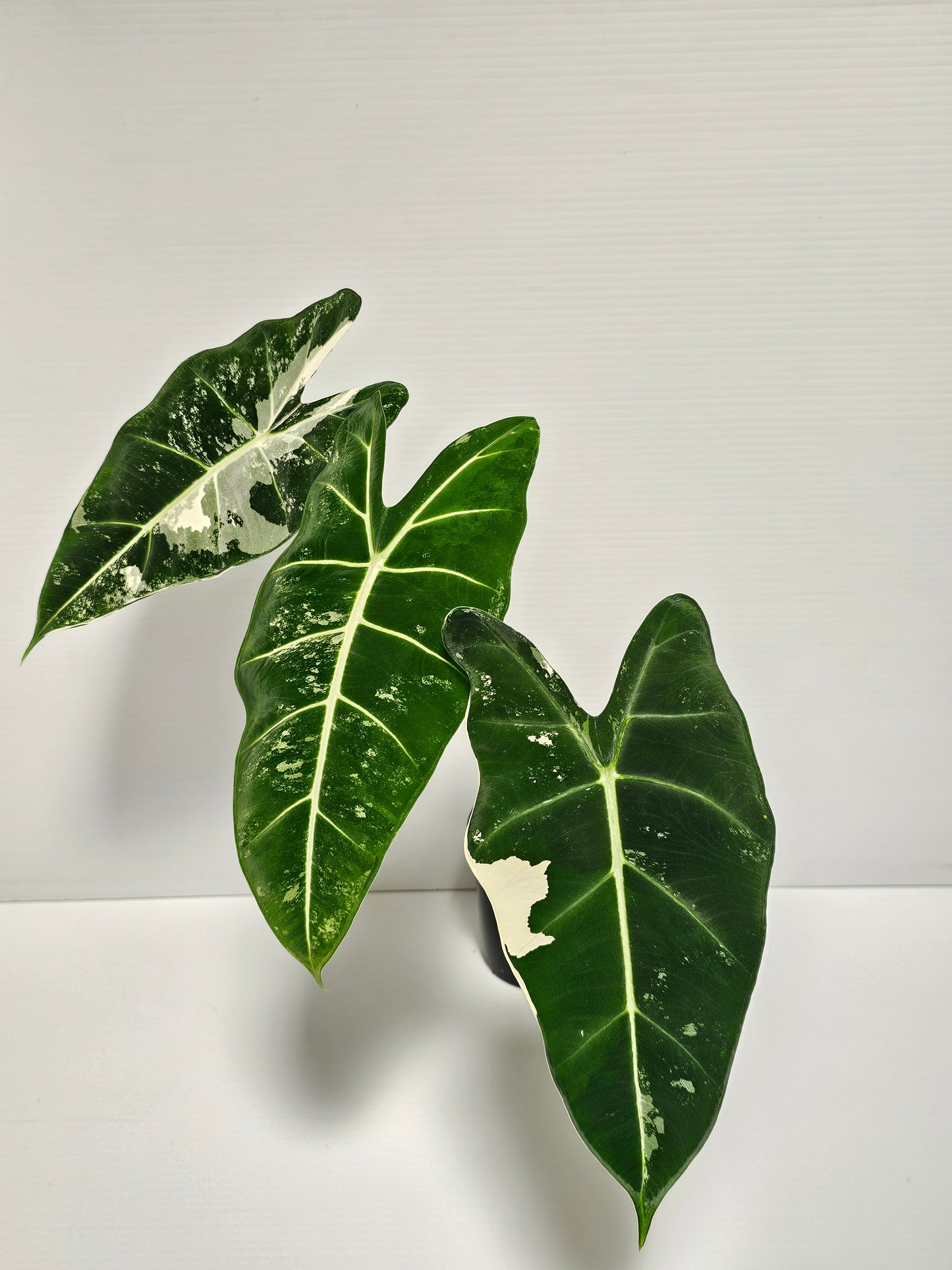 Alocasia frydek variegated (Green Velvet Variegated)