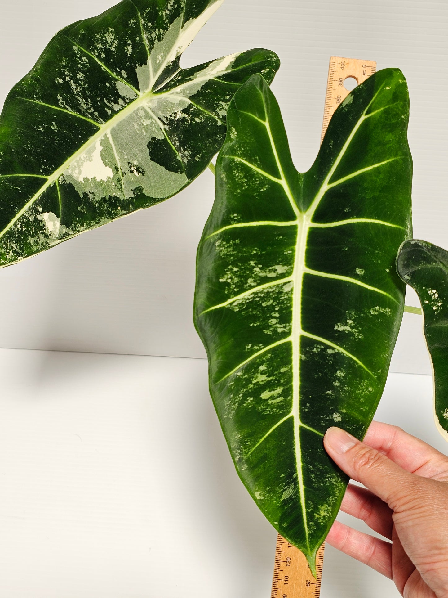 Alocasia frydek variegated (Green Velvet Variegated)
