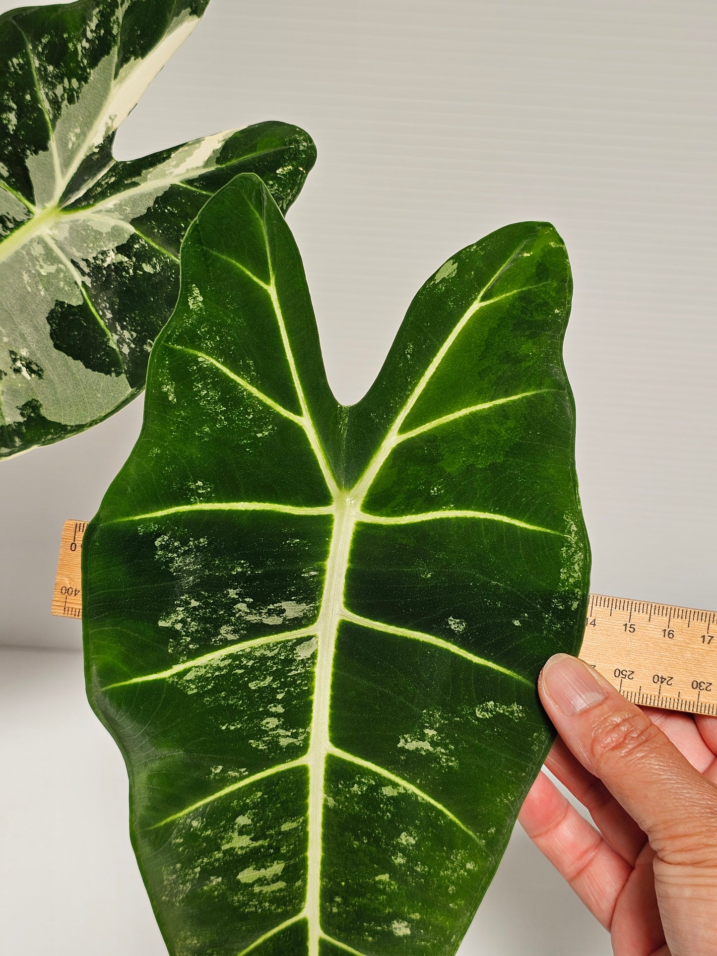 Alocasia frydek variegated (Green Velvet Variegated)