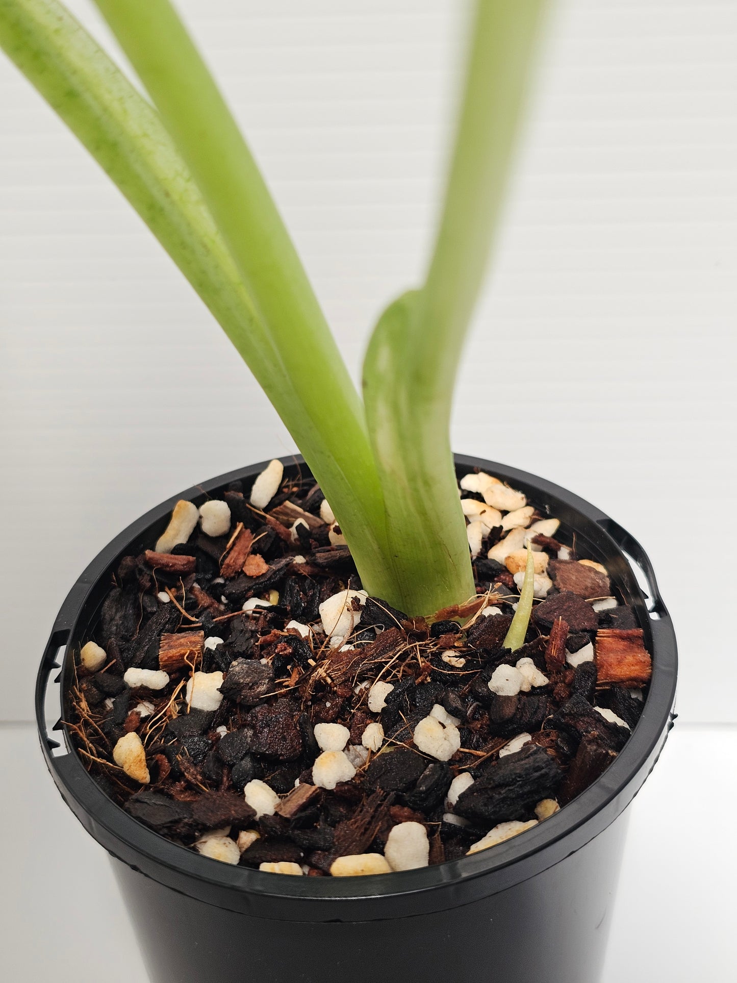 Alocasia frydek variegated (Green Velvet Variegated)