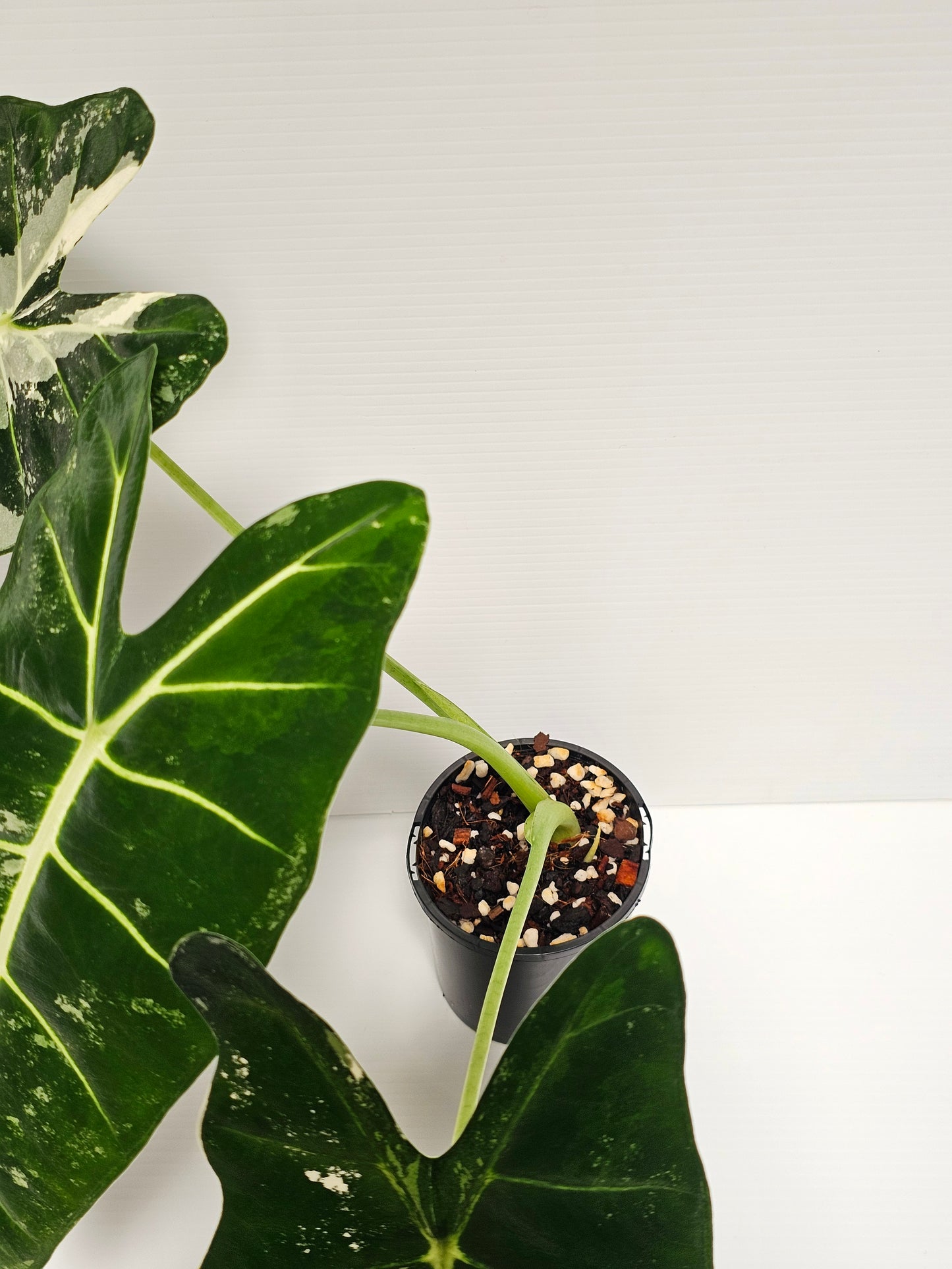 Alocasia frydek variegated (Green Velvet Variegated)