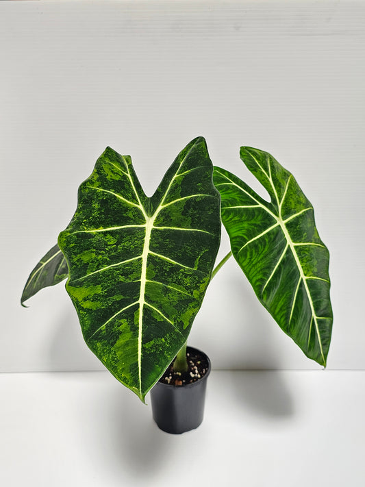 Alocasia frydek 'Aurea' (Green On Green)