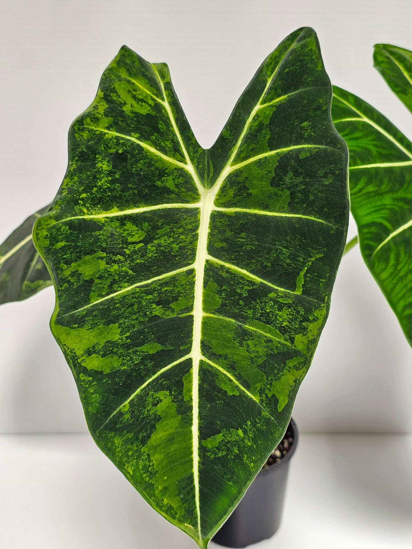 Alocasia frydek 'Aurea' (Green On Green)