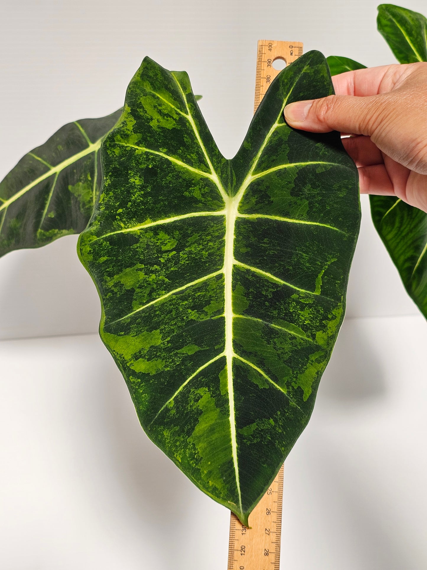 Alocasia frydek 'Aurea' (Green On Green)