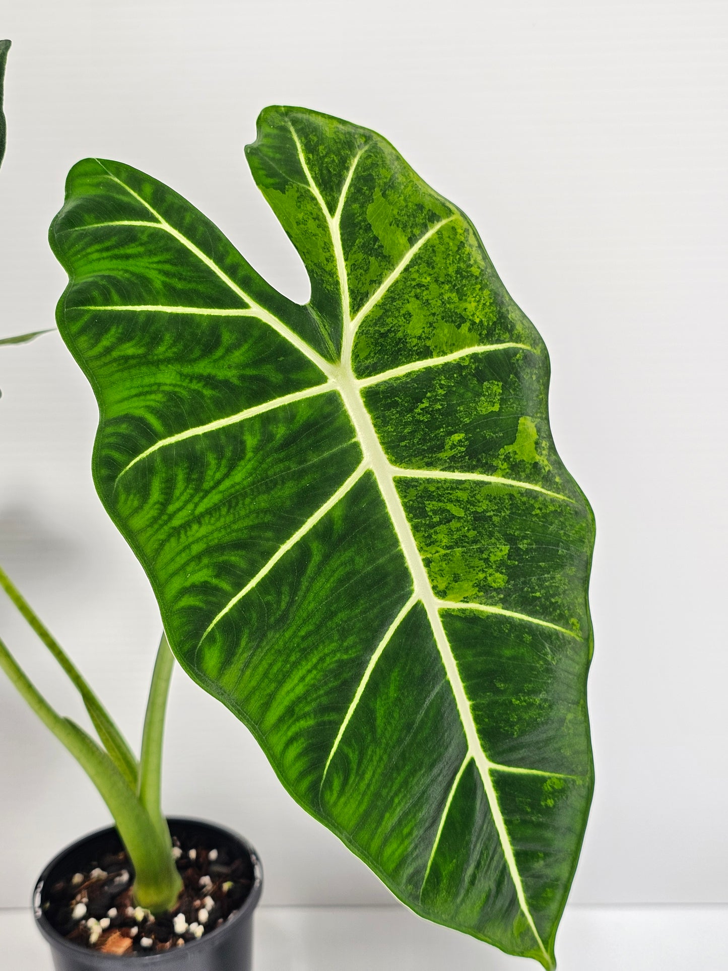 Alocasia frydek 'Aurea' (Green On Green)