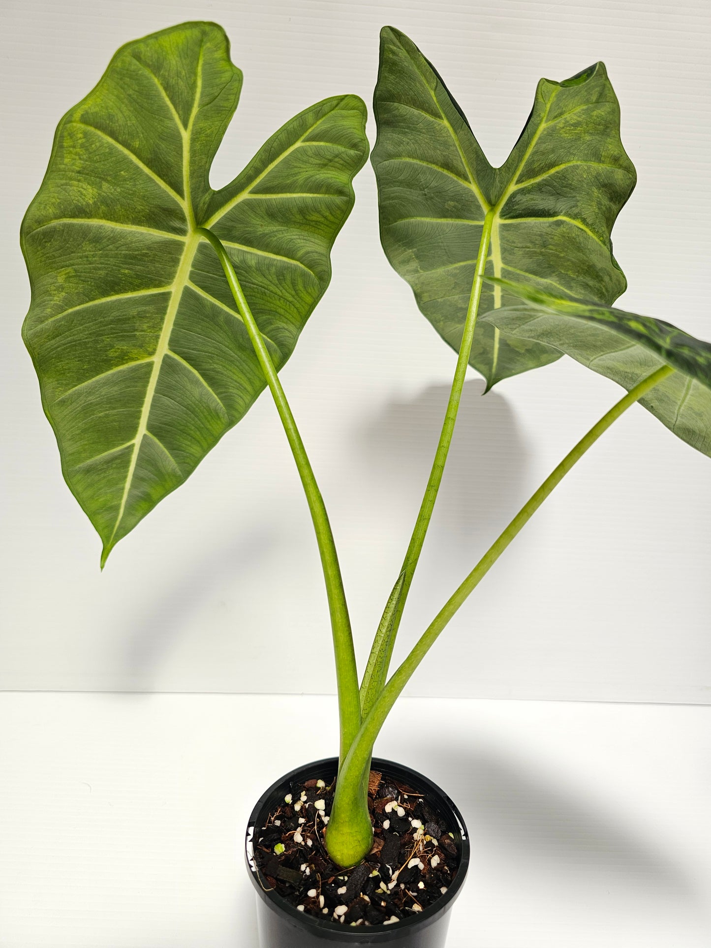 Alocasia frydek 'Aurea' (Green On Green)