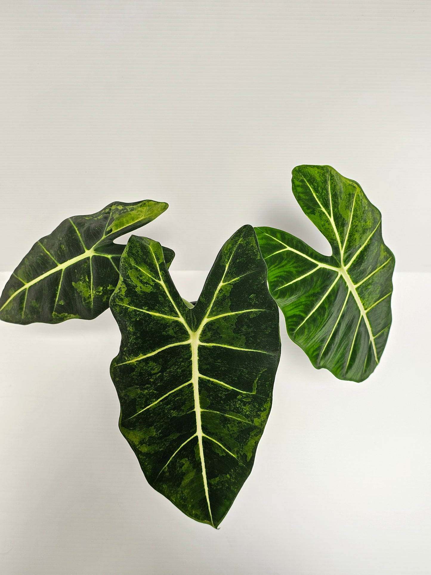 Alocasia frydek 'Aurea' (Green On Green)