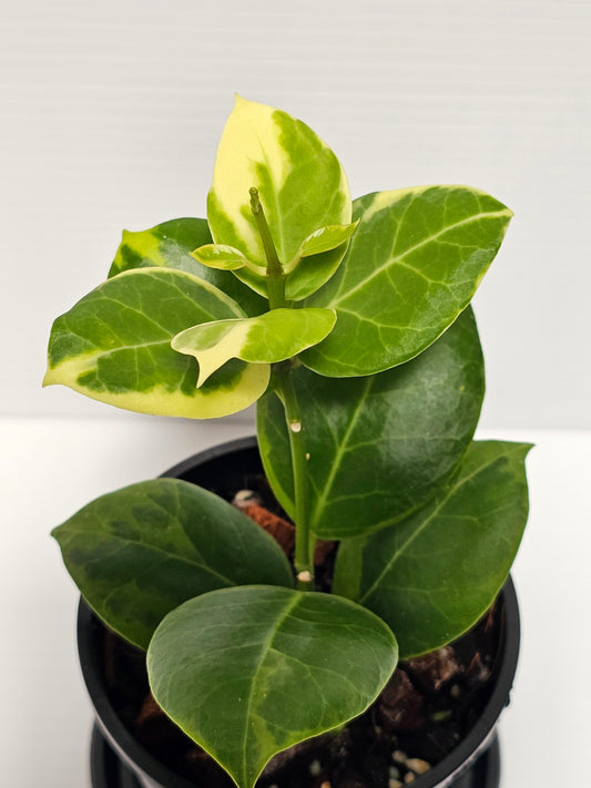 Hoya obscura 'Albomarginata'