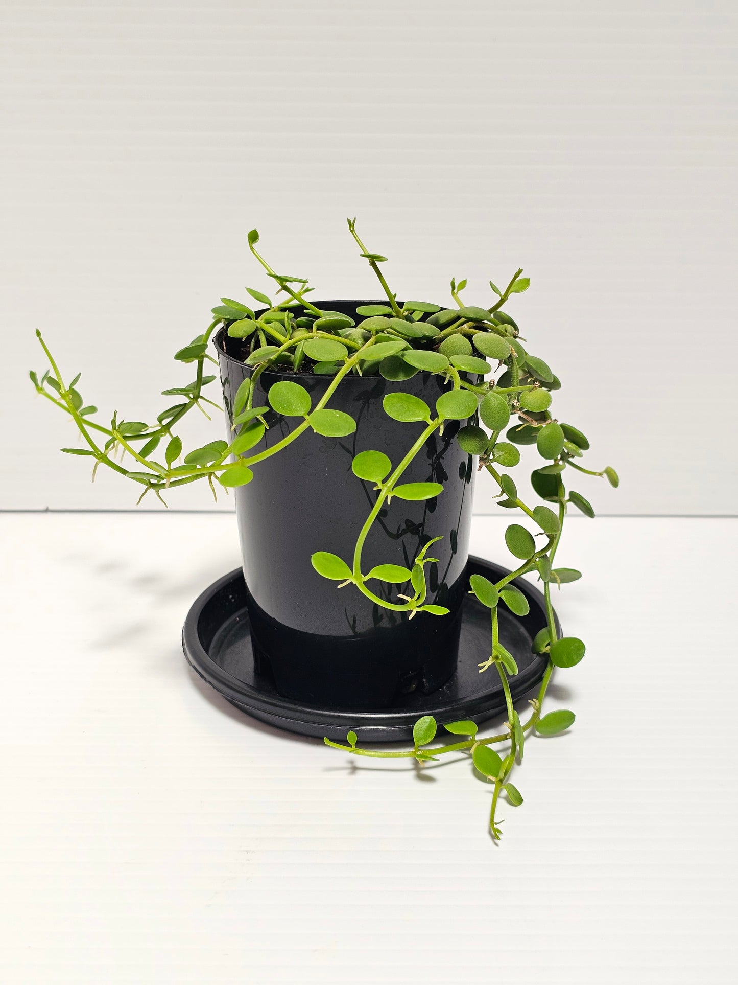 Dischidia nummularia 'Thick Leaf'