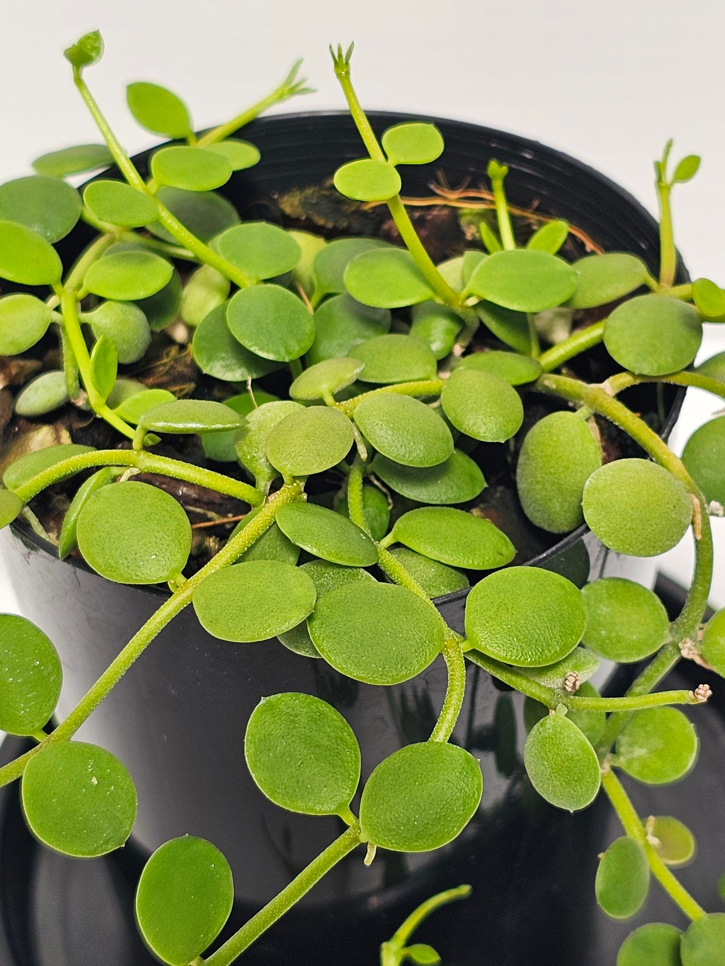 Dischidia nummularia 'Thick Leaf'