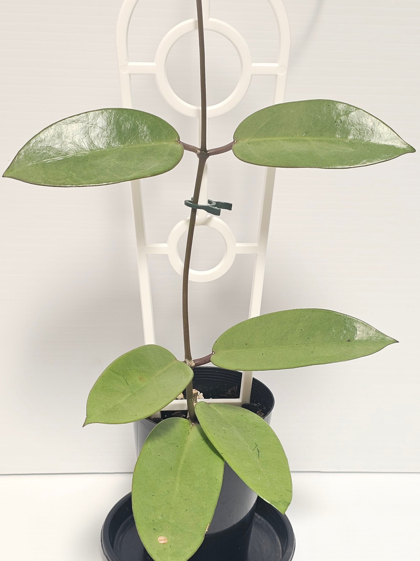 Hoya 'Silver Dollar'