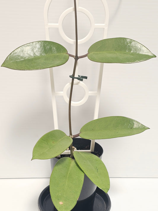 Hoya 'Silver Dollar'