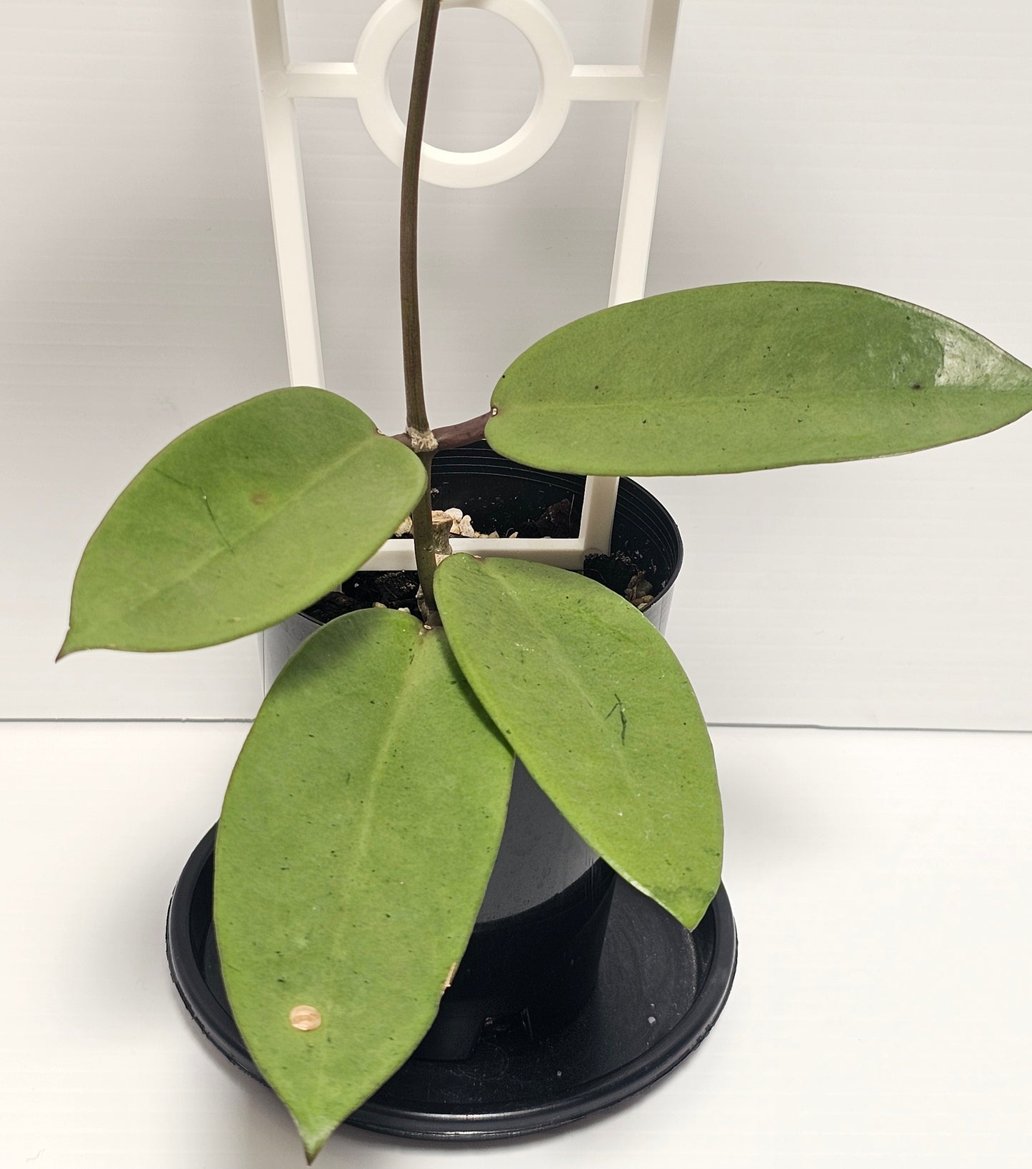 Hoya 'Silver Dollar'