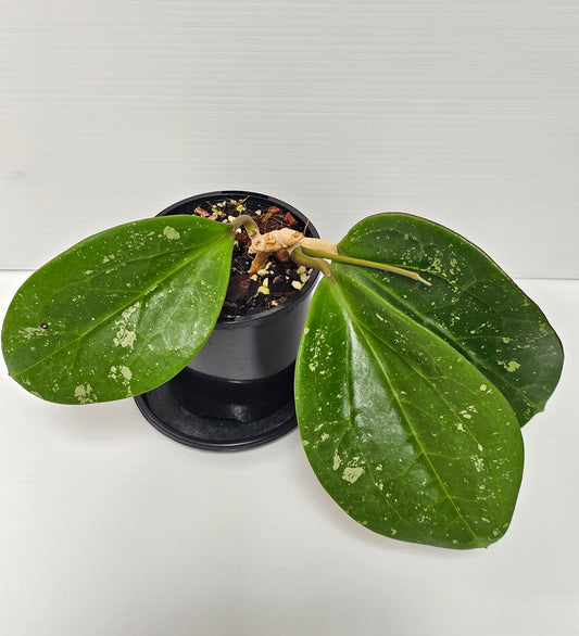 Hoya latifolia 'Dinner Plate'