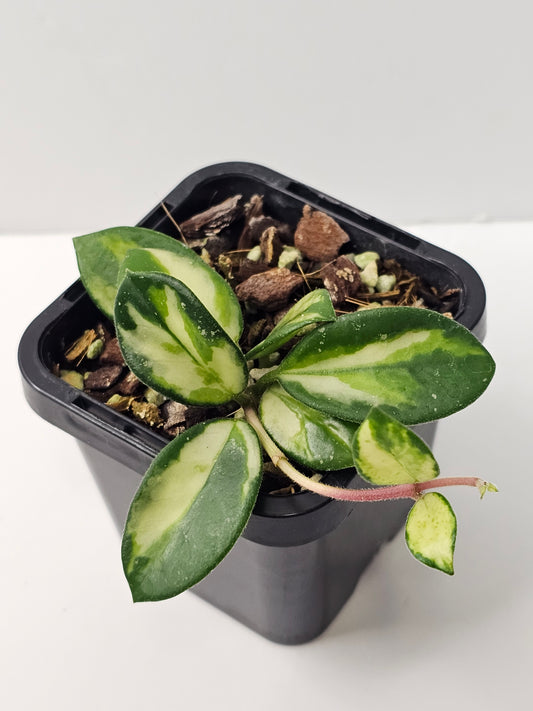 Hoya mathilde  'Variegated'