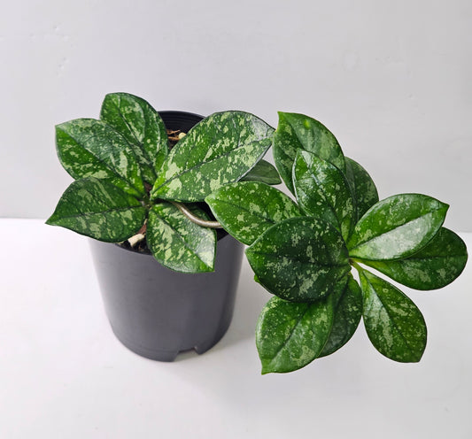 Hoya crassipetiolata 'Splash'