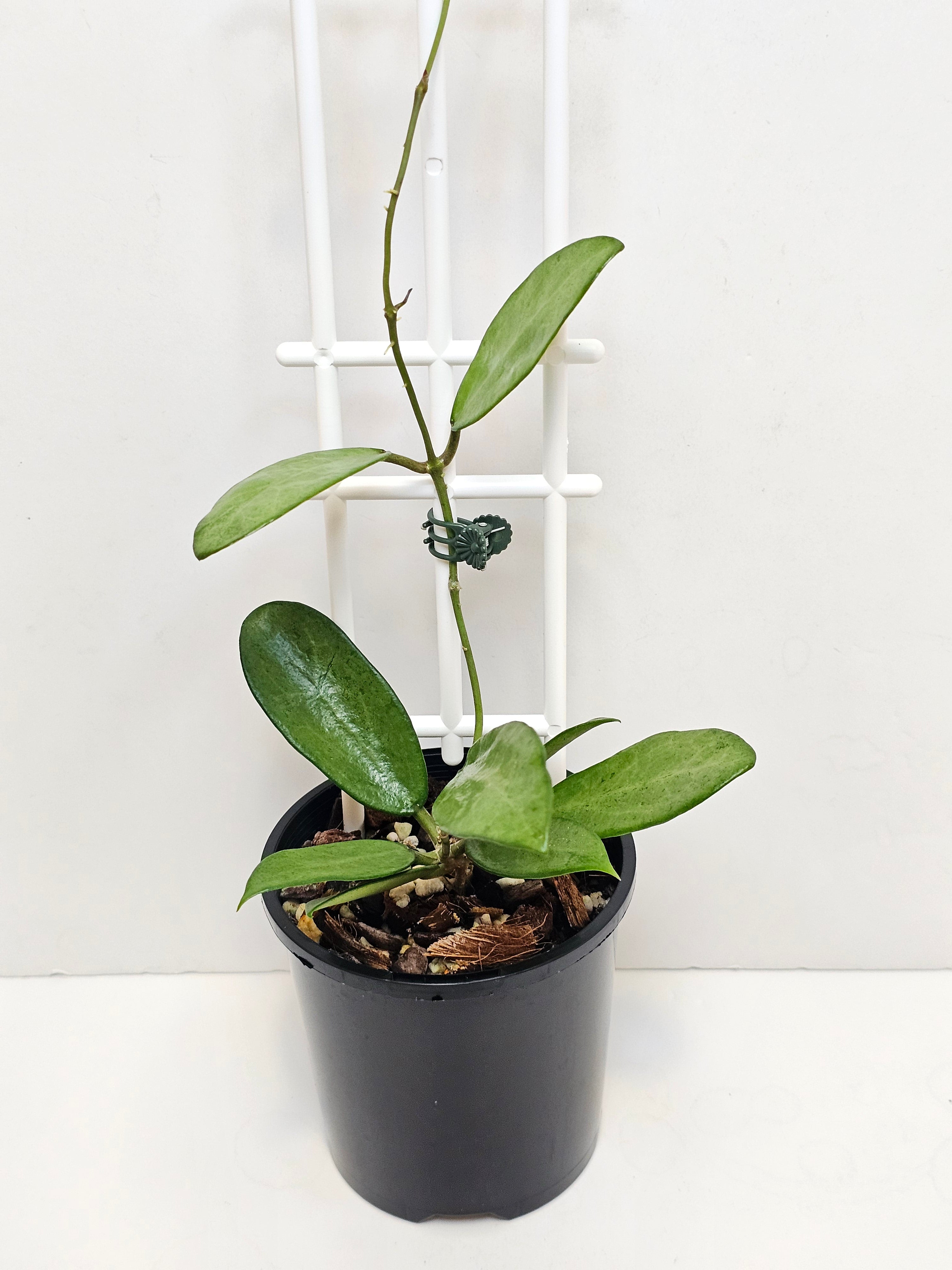 Hoya 'Silver Lady' – The Happy Hoya