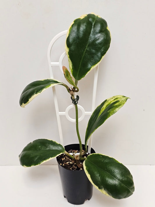 Hoya incrassata 'Eclipse' or Albomarginata