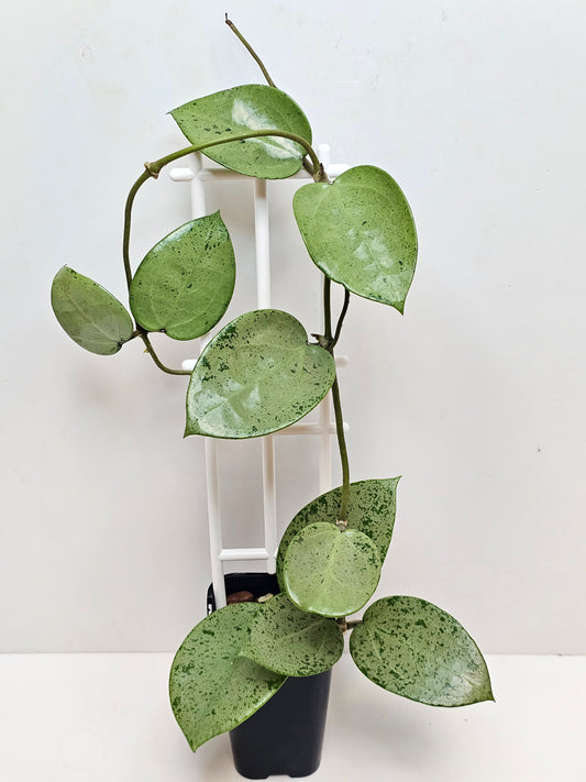 Hoya verticillata  'Heart Silver'