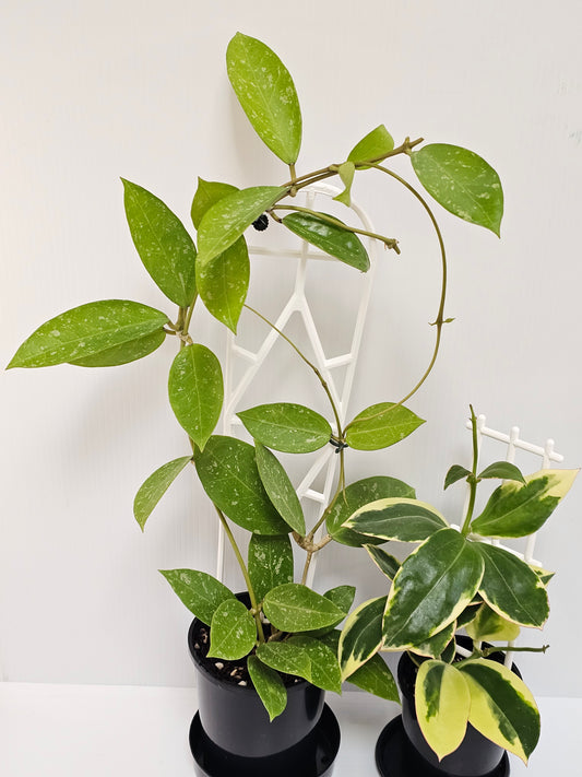 Hoya Sp. Para (Combo Pack) #1