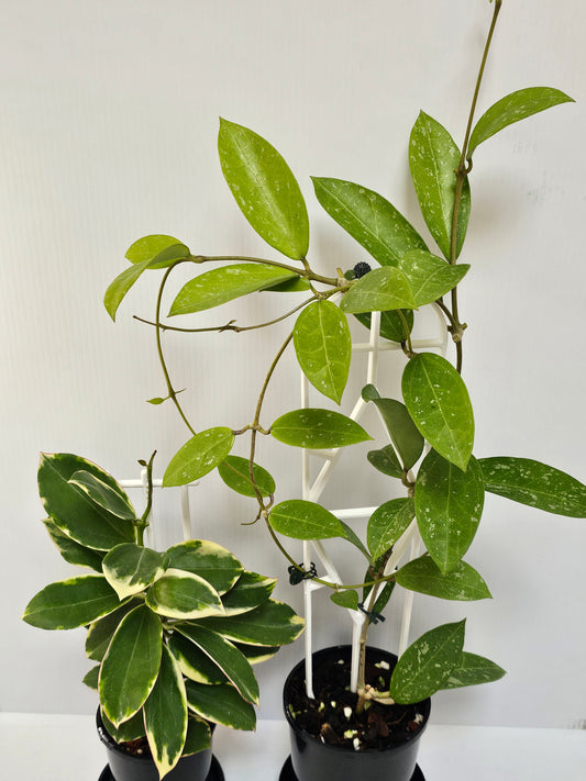 Hoya Sp. Para Combo Pack #2