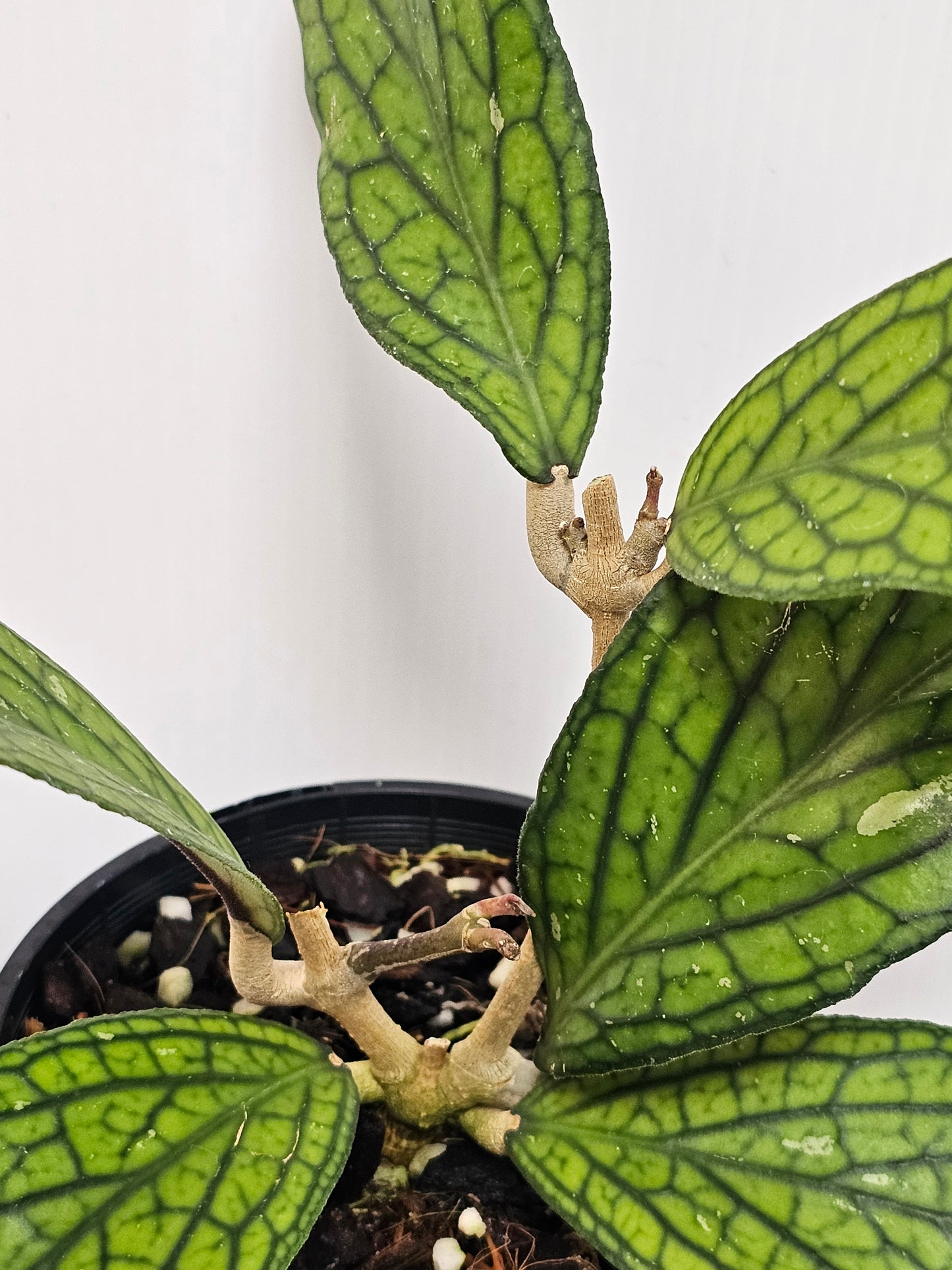 Hoya sp. Tanggamus