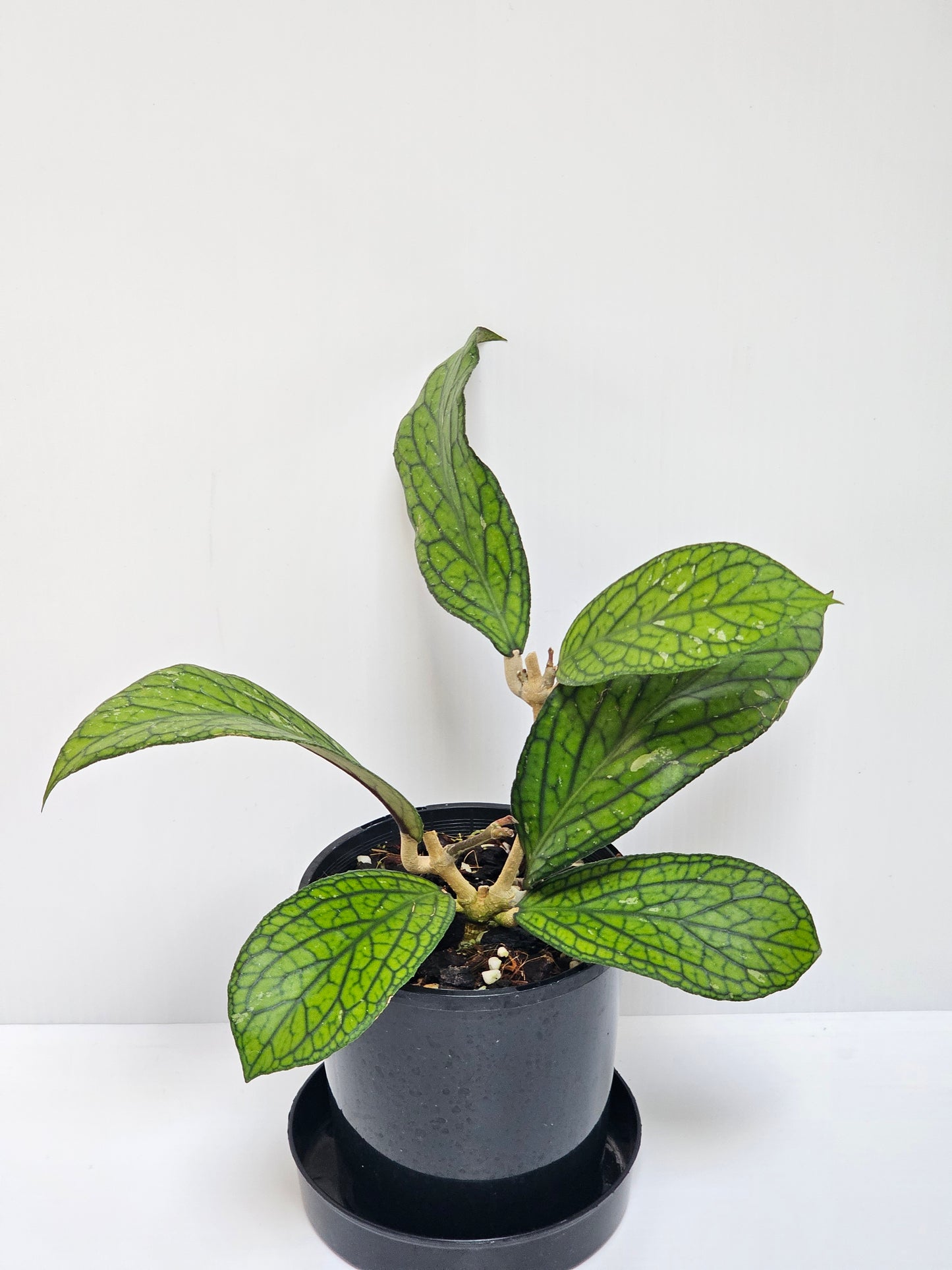 Hoya sp. Tanggamus