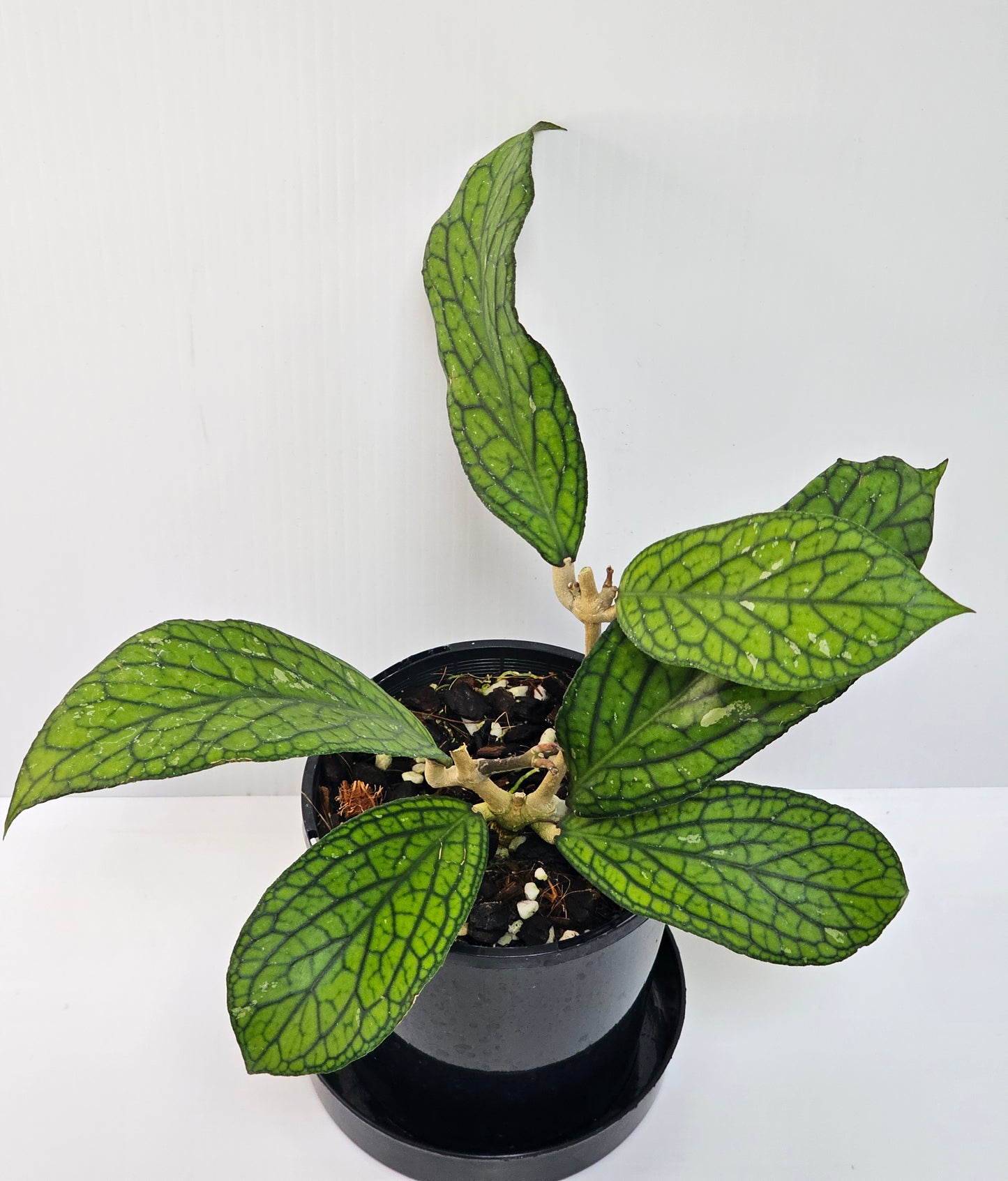 Hoya sp. Tanggamus