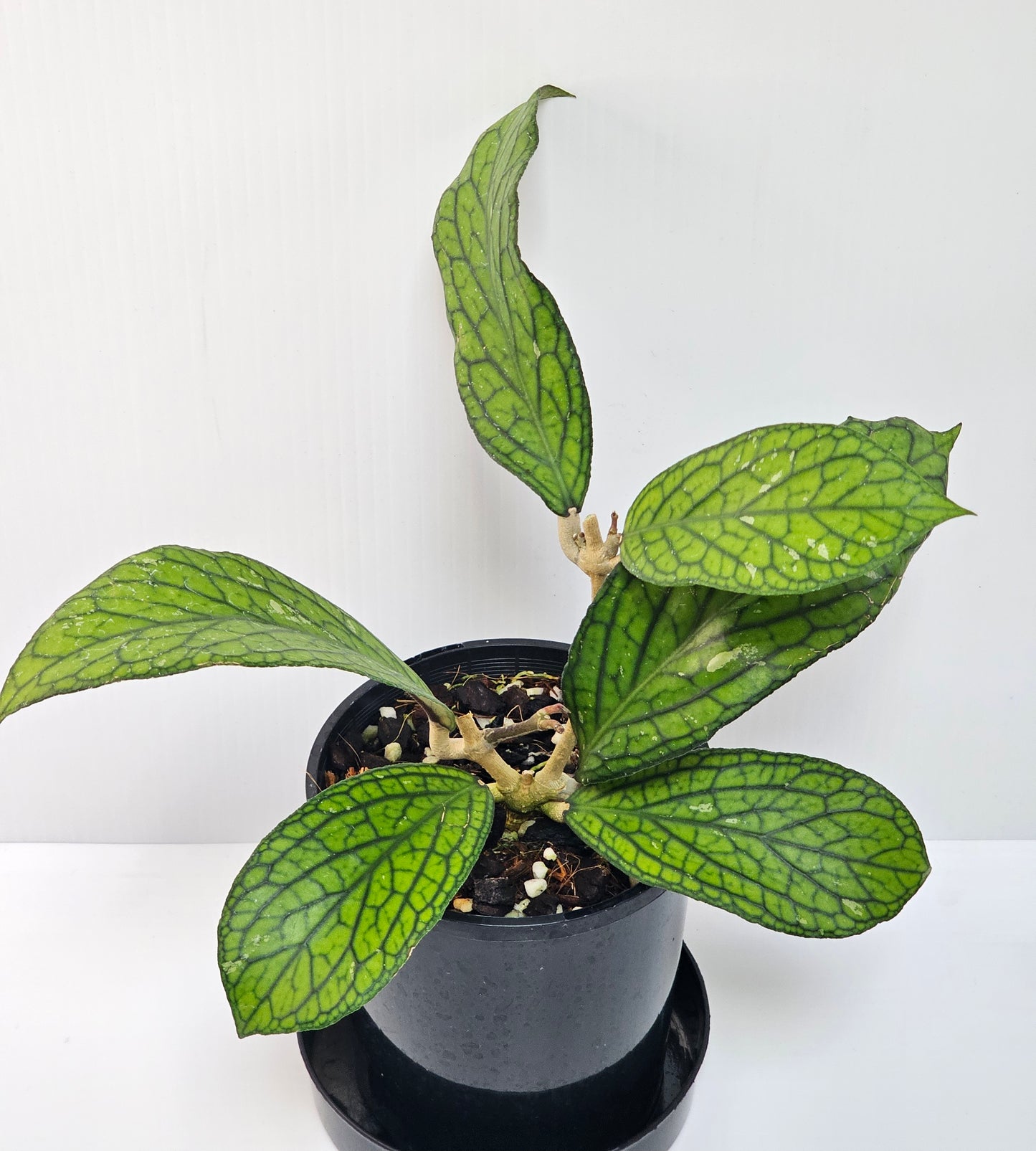 Hoya sp. Tanggamus